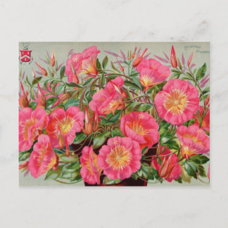 Carte Postale Paquets vintages de semences Cartes, Postage et Ca