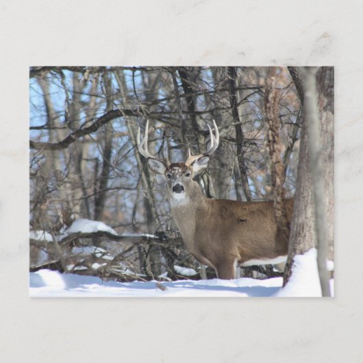 CARTE POSTALE PAR LA NEIGE PROFONDE (Devant)