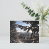 Carte Postale par les conifères (Debout devant)