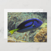 Carte Postale Paracanthurus hepatus (Devant / Derrière)