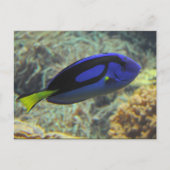 Carte Postale Paracanthurus hepatus (Devant)