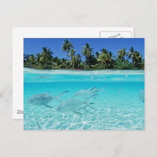 Carte Postale Paradis de l'île (Devant / Derrière)