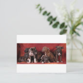 Carte Postale Paradis des chiots de Pitbull (Debout devant)