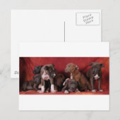 Carte Postale Paradis des chiots de Pitbull (Devant / Derrière)