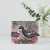 Carte Postale Paradis vintage Shelduck (Debout devant)