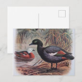 Carte Postale Paradis vintage Shelduck (Devant / Derrière)
