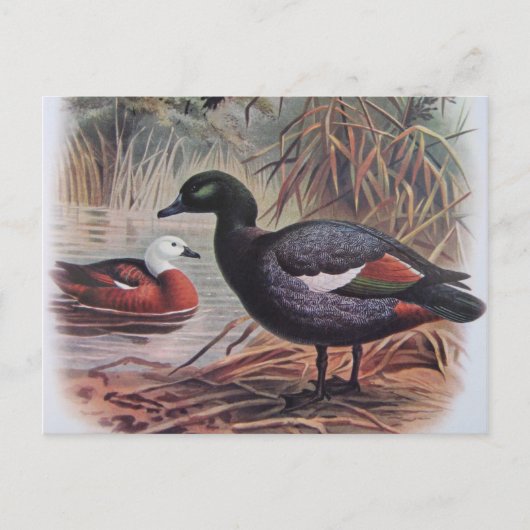 Carte Postale Paradis vintage Shelduck (Devant)