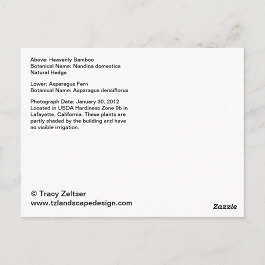 Carte postale paradisiaque Bambou et Asperges (Dos)