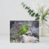 Carte Postale Parakee de l'île Antipodes (Debout devant)