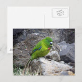 Carte Postale Parakee de l'île Antipodes (Devant / Derrière)