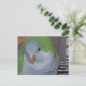 CARTE POSTALE PARAKEET (Debout devant)