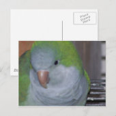CARTE POSTALE PARAKEET (Devant / Derrière)