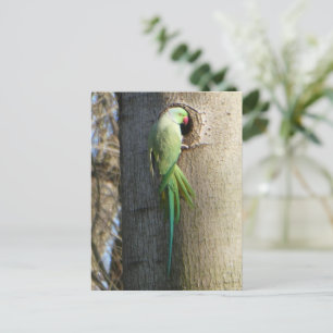 Carte Postale Parakeet à anneau rose dans l'arbre do-it-yourself