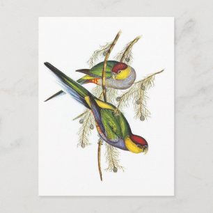 Carte Postale Parakeet - Oiseaux Vintages