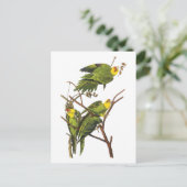 Carte Postale Parakeet - par John Audubon (Debout devant)