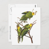 Carte Postale Parakeet - par John Audubon (Devant / Derrière)