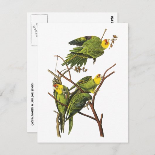 Carte Postale Parakeet - par John Audubon (Devant / Derrière)