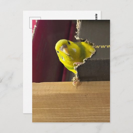 Carte Postale Parakeet Peek a bol (Devant / Derrière)