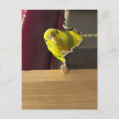 Carte Postale Parakeet Peek a bol (Devant)