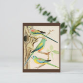 Carte Postale Parakeet Turquoise (Debout devant)