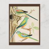 Carte Postale Parakeet Turquoise (Devant)