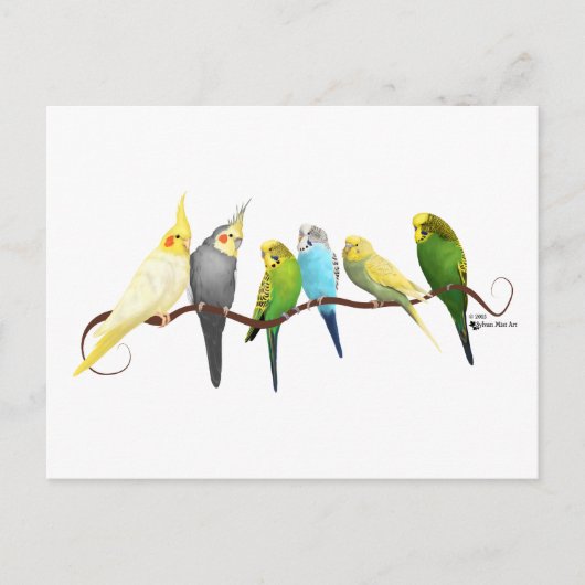 Carte Postale Parakeets & Cockatiels ! (Devant)