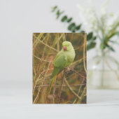 Carte postale Parakethe (Debout devant)