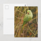 Carte postale Parakethe (Devant / Derrière)