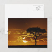 Carte Postale Parapluie Thorn Acacia, Acacia tortilis, (Devant / Derrière)