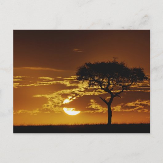 Carte Postale Parapluie Thorn Acacia, Acacia tortilis, (Devant)