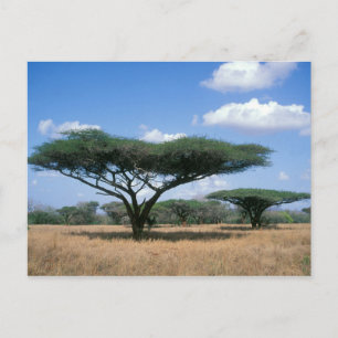 Carte Postale Parapluie Thorn Acacia (Acacia tortilis), Mkuze