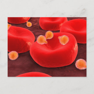 Carte Postale Parasites de malaria dans les globules rouges