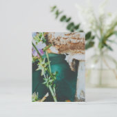 Carte Postale Parasol mushroom, Swedish Archipelago, Sweden (Debout devant)