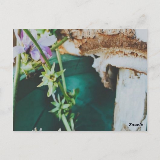 Carte Postale Parasol mushroom, Swedish Archipelago, Sweden (Dos)