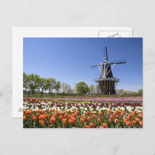 Carte Postale Parc de Windmill Island avec tulipes en fleurs à (Devant / Derrière)