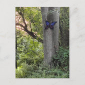 Carte Postale Parc des papillons (Devant)