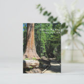 Carte Postale Parc d'état de Calaveras Big Trees, CA. (Debout devant)