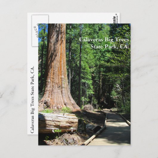 Carte Postale Parc d'état de Calaveras Big Trees, CA. (Devant / Derrière)