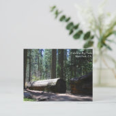 Carte Postale Parc d'état de Calaveras Big Trees, CA. (Debout devant)