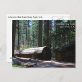 Carte Postale Parc d'état de Calaveras Big Trees, CA. (Devant / Derrière)