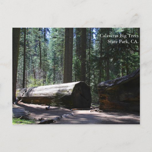 Carte Postale Parc d'état de Calaveras Big Trees, CA. (Devant)