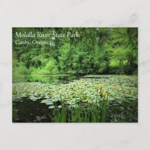 Carte Postale Parc d'état de la rivière Molalla, Canby, Oregon C
