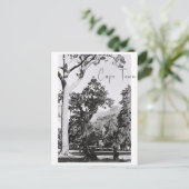 Carte Postale Parc du Cap Nature Mountain Afrique du Sud ZA (Debout devant)