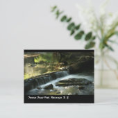 Carte Postale Parc forestier de Tararua, Wairarapa, N. Z. (Debout devant)