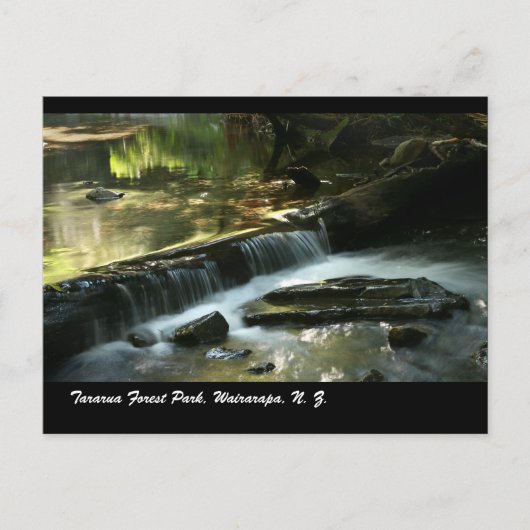 Carte Postale Parc forestier de Tararua, Wairarapa, N. Z. (Devant)