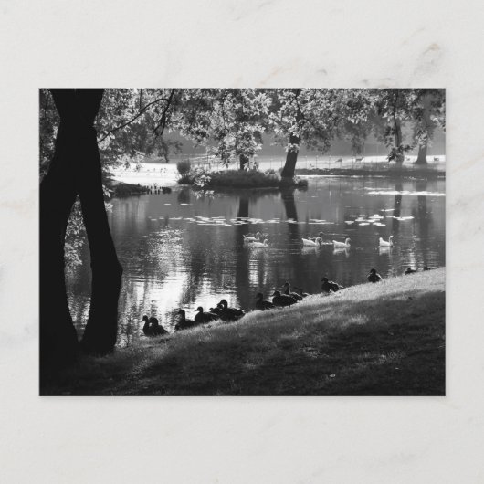 Carte Postale Parc Life pccna (Devant)