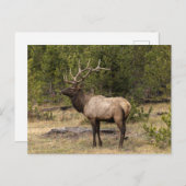 Carte Postale Parc national Bull Elk Yellowstone, Wyoming (Devant / Derrière)