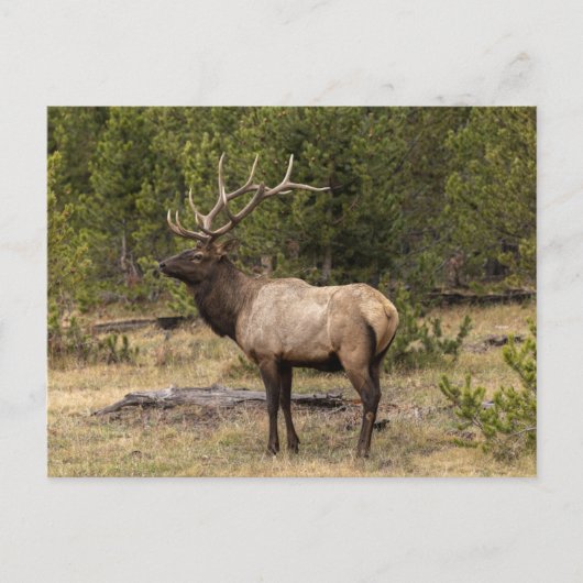 Carte Postale Parc national Bull Elk Yellowstone, Wyoming (Devant)