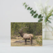 Carte Postale Parc national Bull Elk Yellowstone, Wyoming (Debout devant)