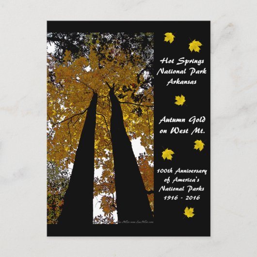 Carte Postale Parc national Centennial Hot Springs Automne d'Or (Devant)